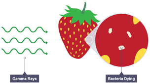 Gamma rays are used to kill bacteria on fresh fruit to make them food last longer