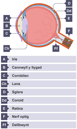 Trawstoriad o'r llygad dynol, wedi'i labelu.