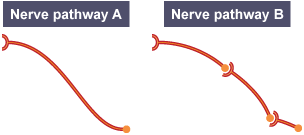 Two forms of nerve pathways