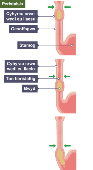 Ton peristalsis yn symud bwyd i lawr yr oesoffagws i'r stumog.