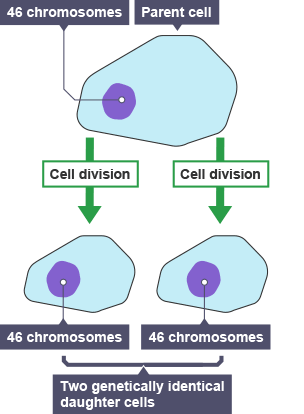 BBC Bitesize - National 4 Biology - Cell Division And Its Role In ...