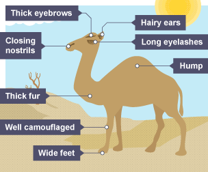 Diagram showing why camels are well suited to hot climates.