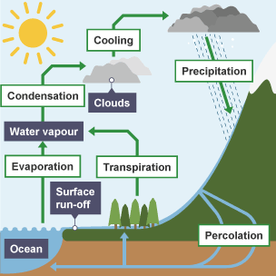 Water cycle. Precipitation falls on ground, drains into ocean via percolation. Evaporation from ocean and transpiration of surface water create water vapour. Condensation creates clouds.