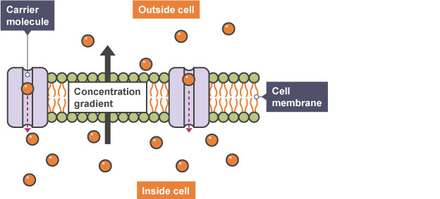Movement of ions through cells. Shows outside cell and inside cell. Small number of carrier molecules outside, double number inside. Cells travel from outside to inside.