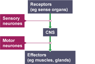 Information flows from receptors to effectors in the nervous system.
