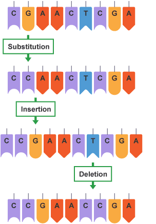Chain of letters showing the various stages that comprise gene mutation: substitution, then insertion and finally deletion.