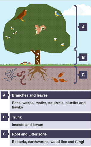 Oak tree environment. Root and litter zone has bacteria, earthworms, wood lice and funghi. Trunk has insects and larvae. Branches and leaves have bees, wasps, moths, squirrels, bluetits and hawks.