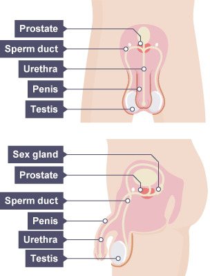 The parts that comprise the human male reproductive system: sex gland, prostate, sperm duct, urethra, penis and testis.