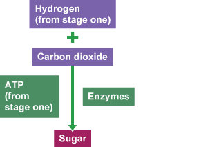 A flow chart which illustrates the use of sugar produced by photosynthesis