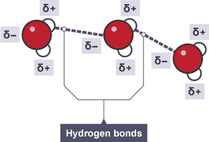 Hydrogen bonding between water molecules