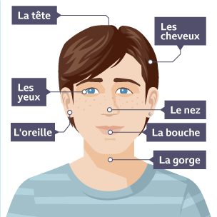 Head with features labelled