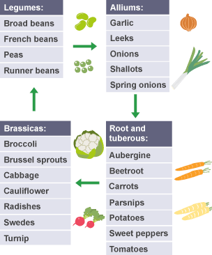 Crop rotation. 4 fields where crops are rotated between legumes, alliums, root and tuberous and finally brassicas