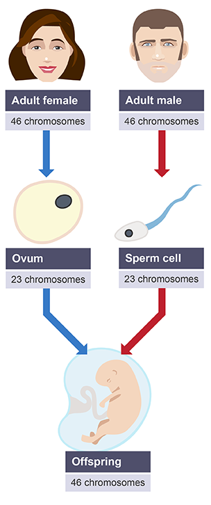 Meiosis human reproduction