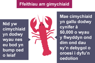 Nid yw cimychiaid yn dodwy wyau nes eu bod yn bump oed o leiaf. Mae cimychiaid yn gallu dodwy cynifer â 50,000 o wyau y flwyddyn ond dim ond dau sy’n debygol o oroesi i dyfu’n oedolion.