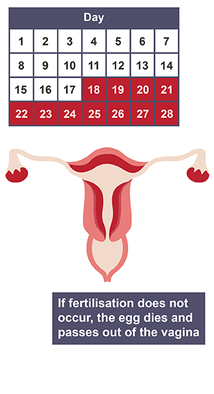 Menstrual Cycle During Pregnancy