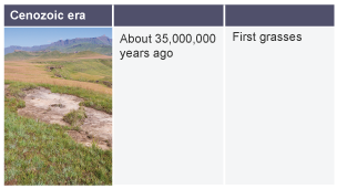 About 35,000,000 years ago: first grasses.