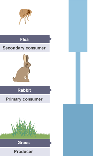 from bottom to top: grass, rabbit, flea. The rabbit bar which shows the number of organisms is smallest, the grass bar is largest