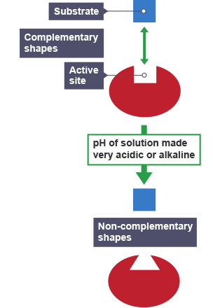 A protein and a substrate which are complementary shapes.  The pH of solution made very acidic or alkaline and they become non-complementary shapes.