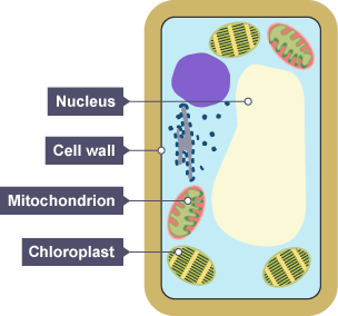 BBC Bitesize - National 5 Biology - Cell structure - Test