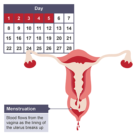 Menstrual Cycle During Pregnancy