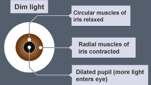 A diagram of the pupil reflex with dim light