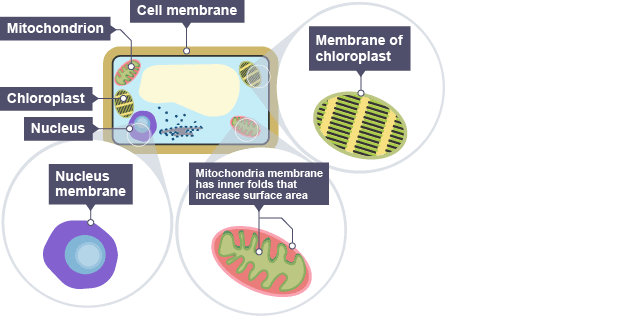 Animal Cell Labeled Bbc Bitesize : Inheritance and genetics - KS3