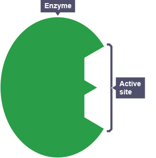 An enzyme represented as an oval with two sections which look like half hexagons, removed at the right hand side. The removed sections are the active site.