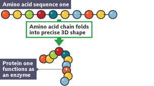 Amino acid sequence 1 showing acid chain folding into precise shape