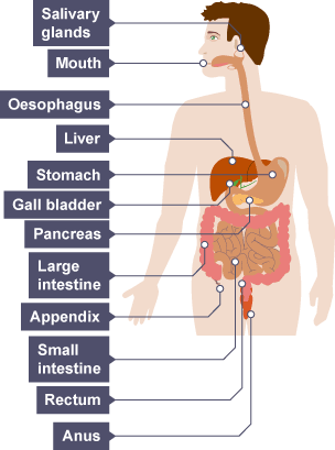 The human digestive system, from the salivary glands at the back of the throat, through the stomach, liver, gall blader, pancreas, small intestine large intestine, appendix, rectum and anus.