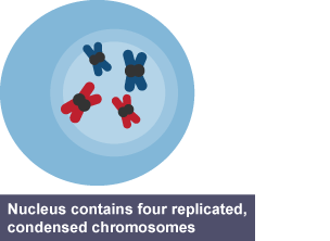 The nucleus contains two sets of four replicated condensed chromosomes, eight in total.