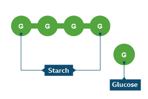 An infographic showing starch, which is a chain of glucose molecules bonded together