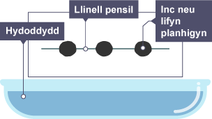 Tynnu llinell â phensil ar draws dalen o bapur cromatograffaeth a gosod smotiau o inc neu lifyn planhigol ar y llinell. Dal y papur uwchben basn sy'n cynnwys hydoddydd.