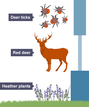 An inverted pyramid of biomass, The middle level is narrowest, followed by the top level and the bottom level is the widest. The top level features deer ticks, the middle level red deer and the lowest level heather.