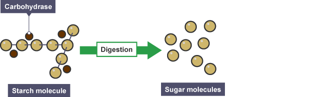 Carbohydrate molecules break down starch into sugar during digestion