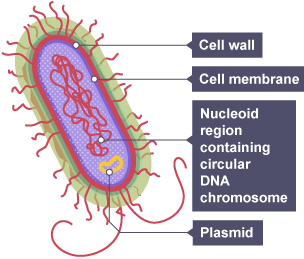 BBC Bitesize - Higher Biology - The structure and ...