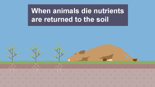 4 of 4: When animals die nutrients are returned to the soil.