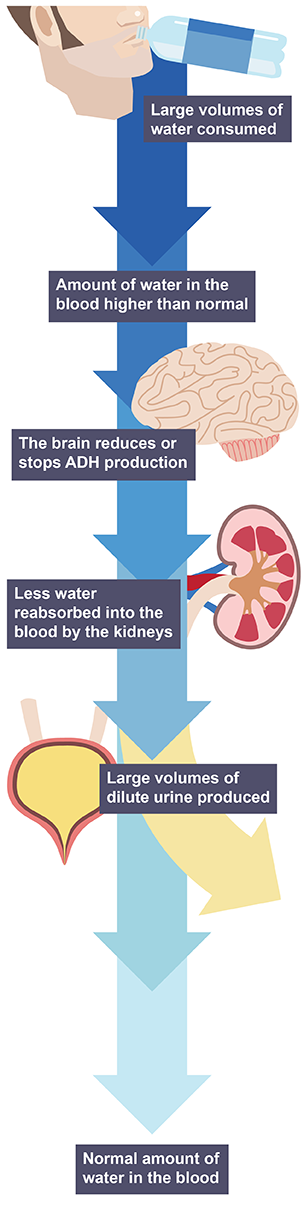 Hormones ADH