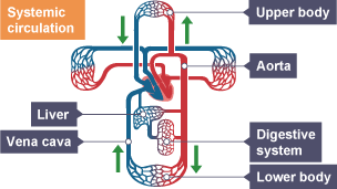 Systemic circulation 