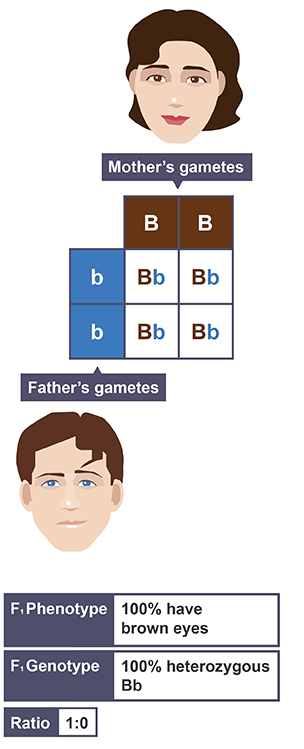 Punnett squares 1