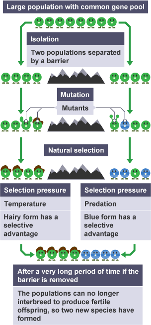 Speciation