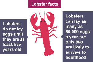 Lobsters do not lay eggs until they are at least five years old. Lobsters can lay as many as 50,000 eggs a year but only two are likely to survive to adulthood.