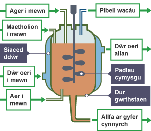 Diagram o eplesydd: Ager i mewn, Maethynnau i mewn, Siaced ddŵr, Dŵr oeri i mewn, Aer i mewn, Allfa gwacau, Dŵr oeri allan, Padlau troi, Dur gwrthstaen, Allfa ar gyfer cynnyrch