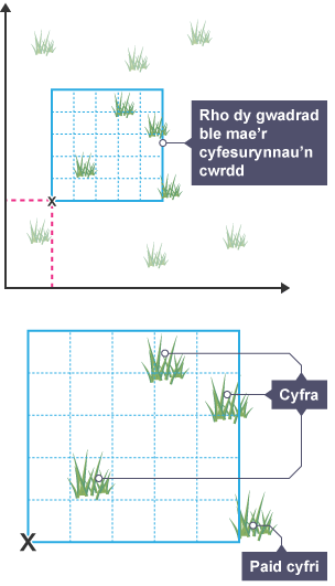 Diagram i ddangos ble dylet ti osod cwadrat yn ôl cyfesurynnau, a sut dylet ti wedyn ddefnyddio'r cwadrat i gyfrif organebau.