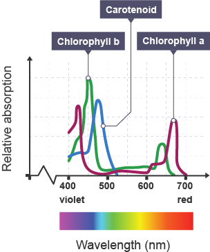 Absorption spectrum graph