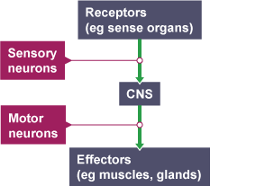 Diagram showing how receptors connect to effectors