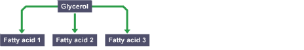 A diagram illustrating how lipids are made up of fatty acids