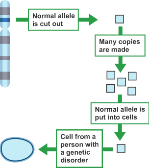 A diagram showing how gene therapy works. Normal alleles are copied then introduced to an affected cell.