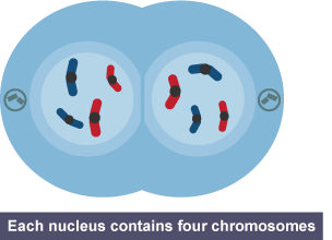 This is the stage in mitosis where cell division begins