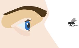 This Diagram shows a bee flying towards a man’s eye.