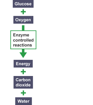 A flow chart that shows the overall process of aerobic resperation. Glucose plus oxygen through an enzyme controlled reaction are transformed into carbon dioxide and water.